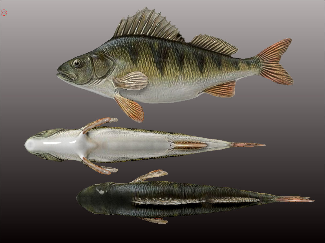 Perch  LP and HP Low-poly 3D model_11