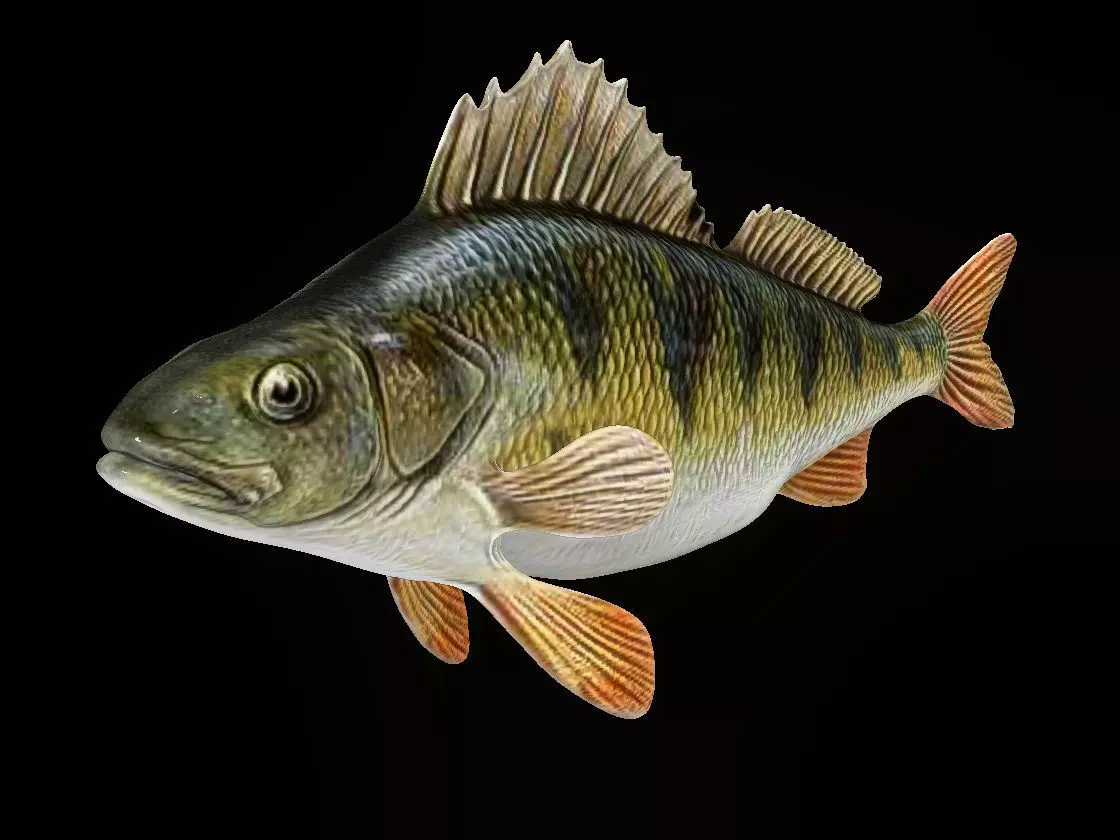 Perch  LP and HP Low-poly 3D model_0