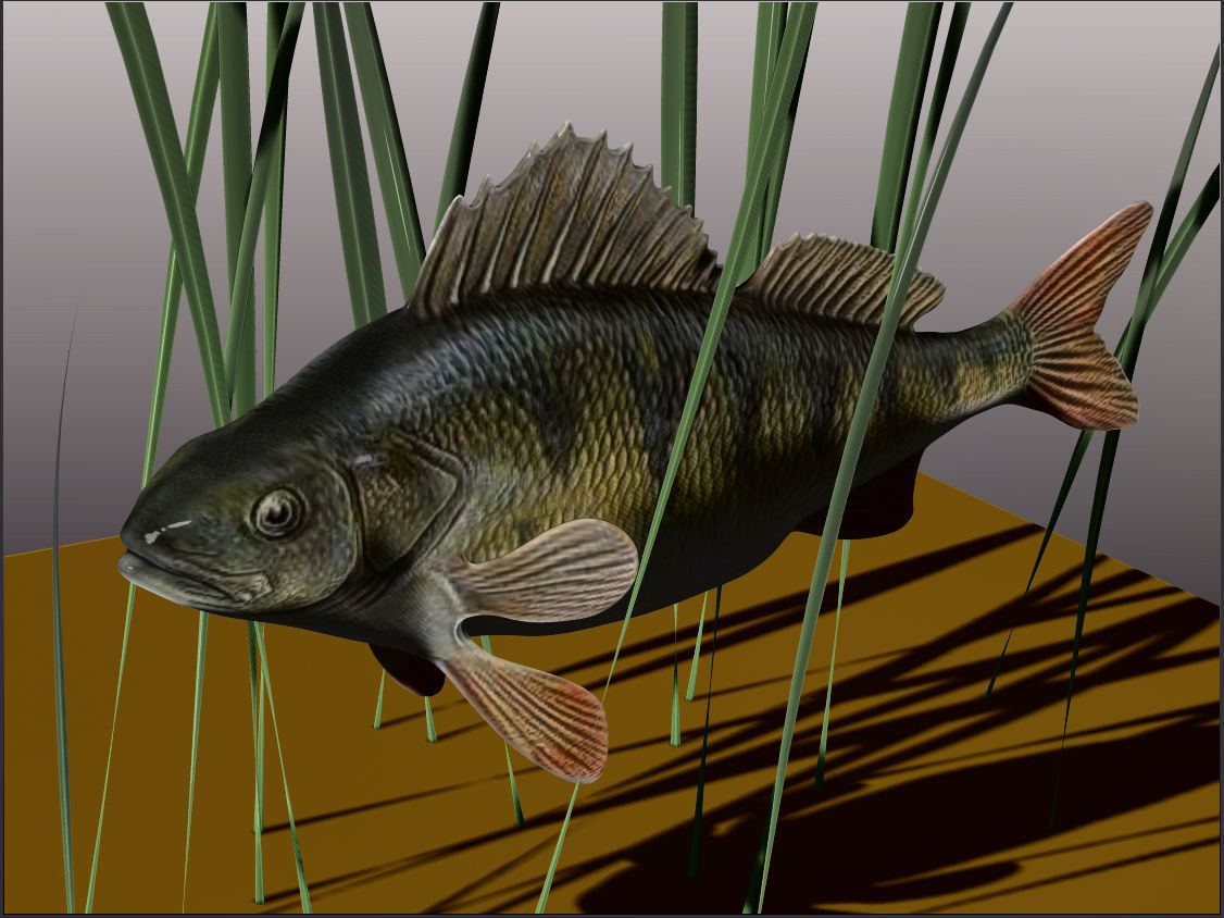 Perch  LP and HP Low-poly 3D model_5