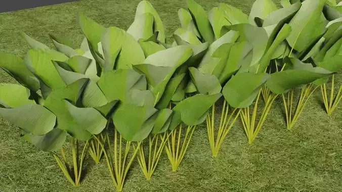 Calathea lutea model 2 