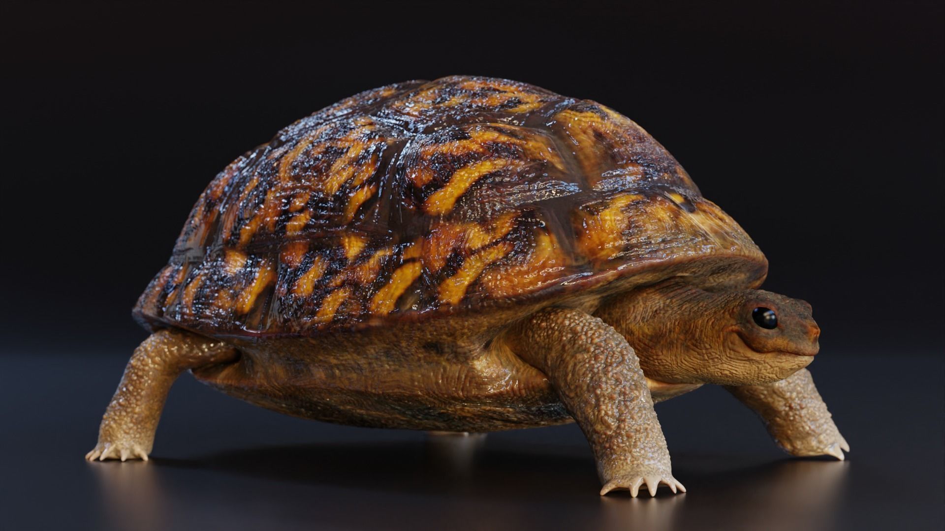 Turtle tortoise Low-poly 3D model_1