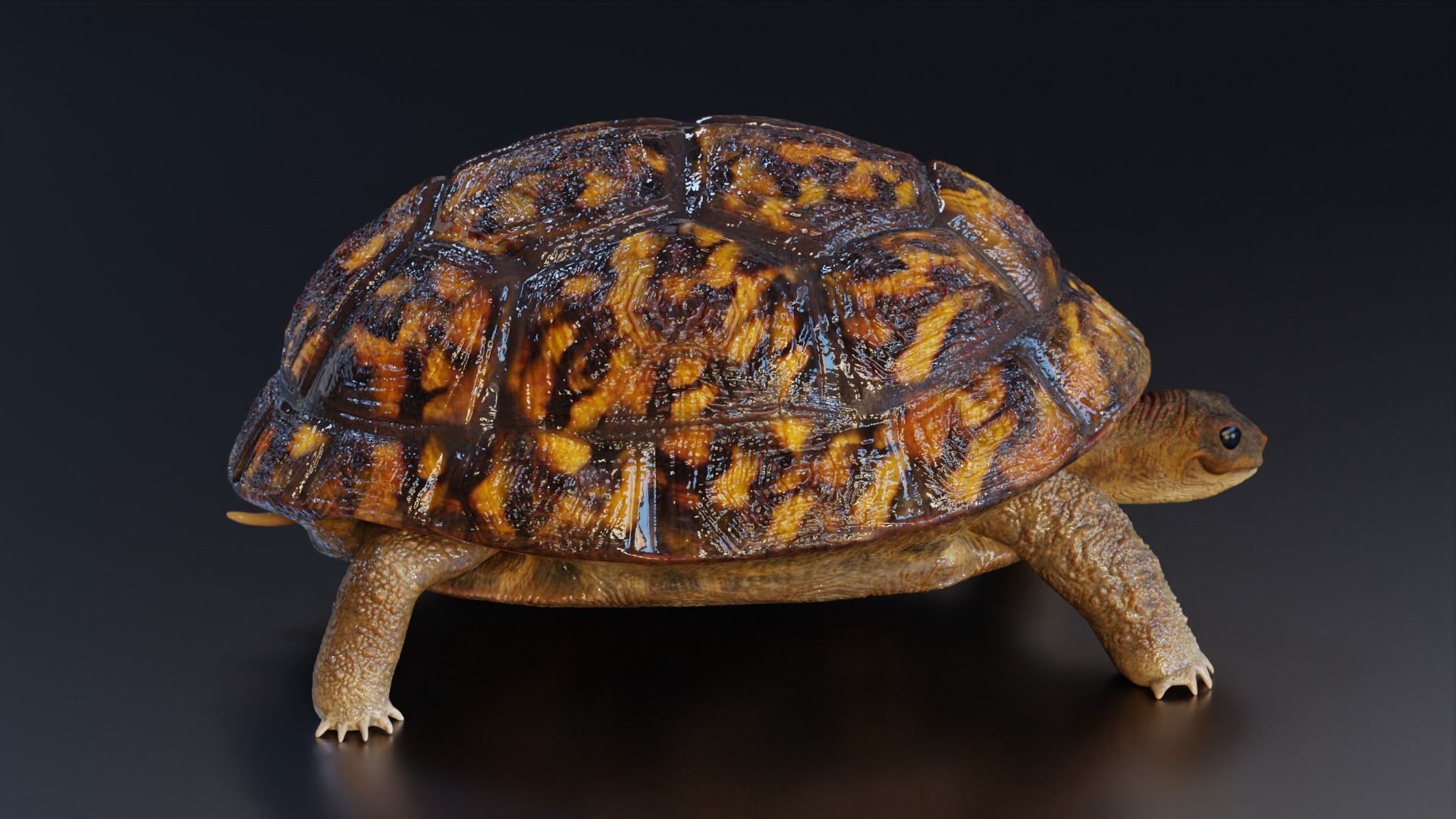 Turtle tortoise Low-poly 3D model_7
