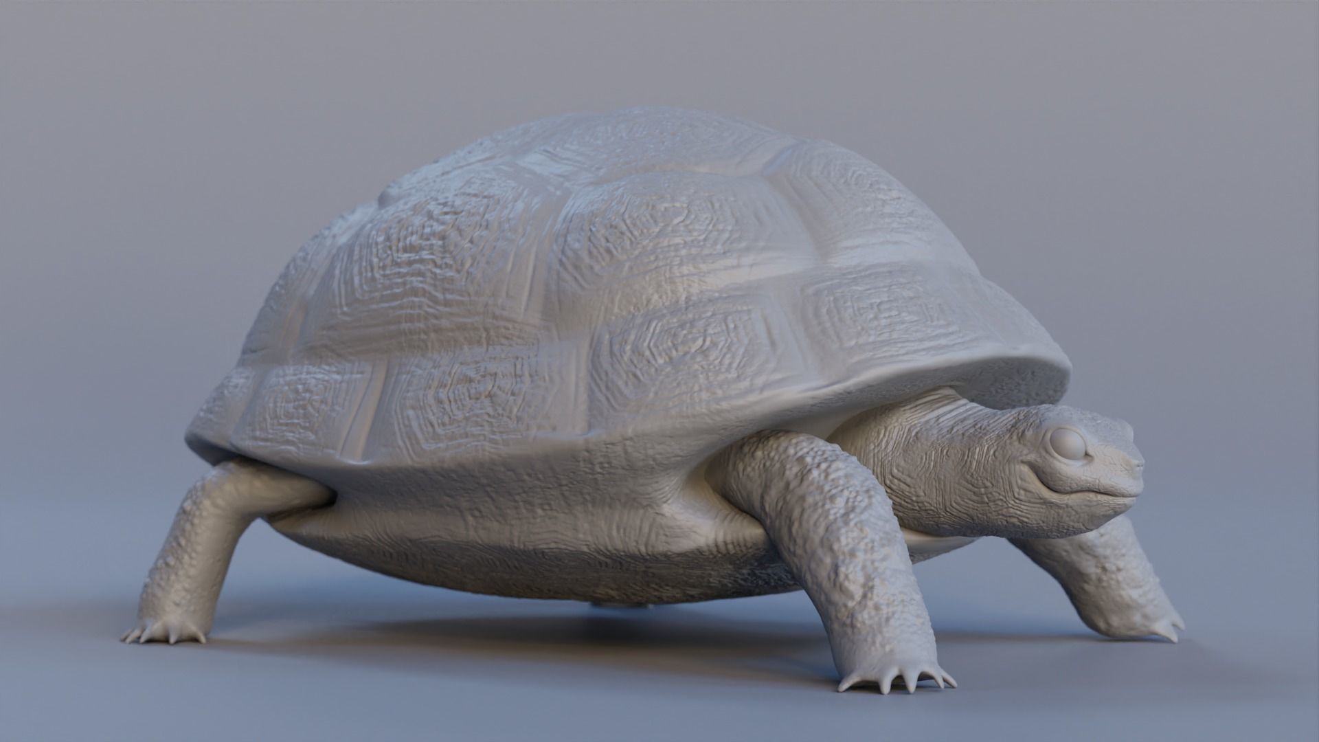 Turtle tortoise Low-poly 3D model_2