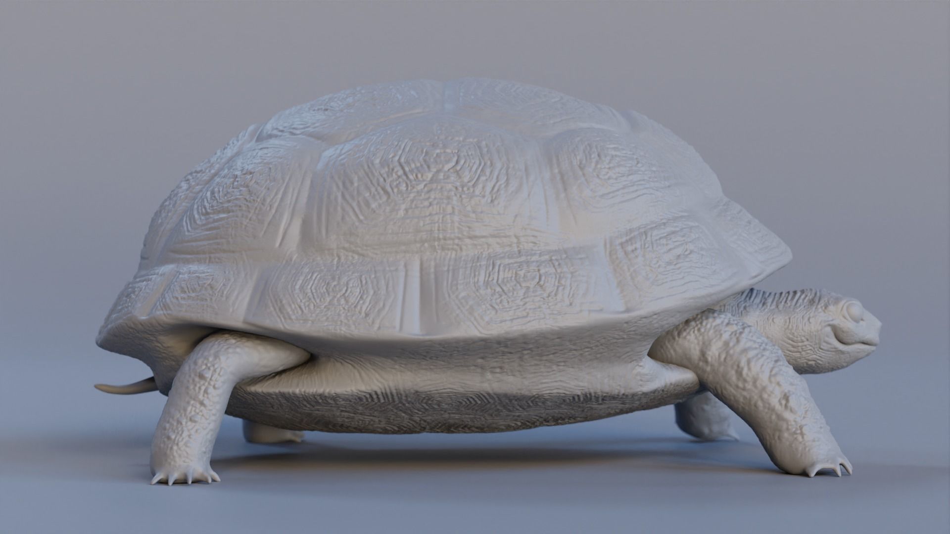 Turtle tortoise Low-poly 3D model_5