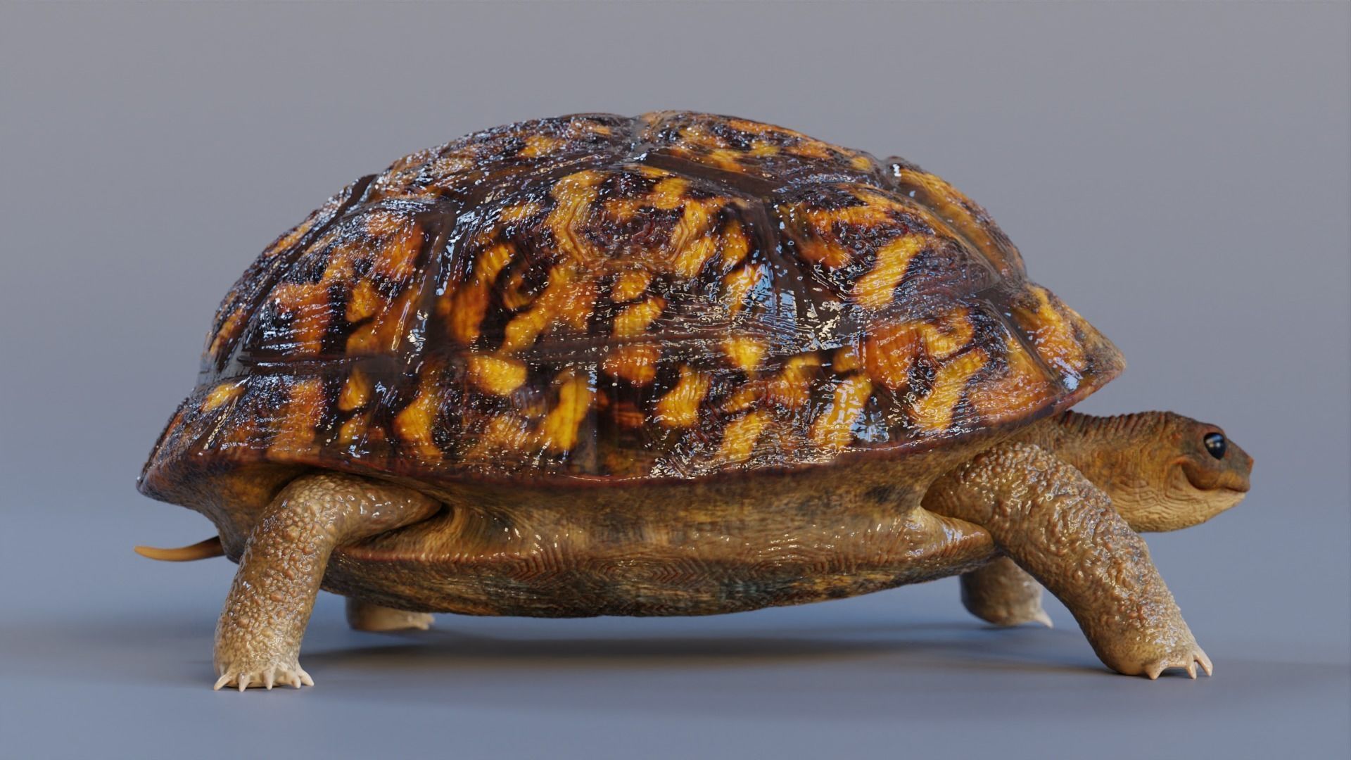 Turtle tortoise Low-poly 3D model_3