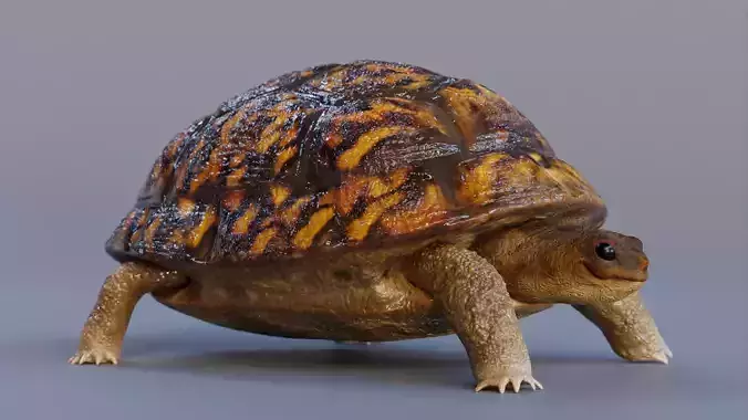 Turtle tortoise Low-poly 3D model Turtle tortoise Low-poly 3D model