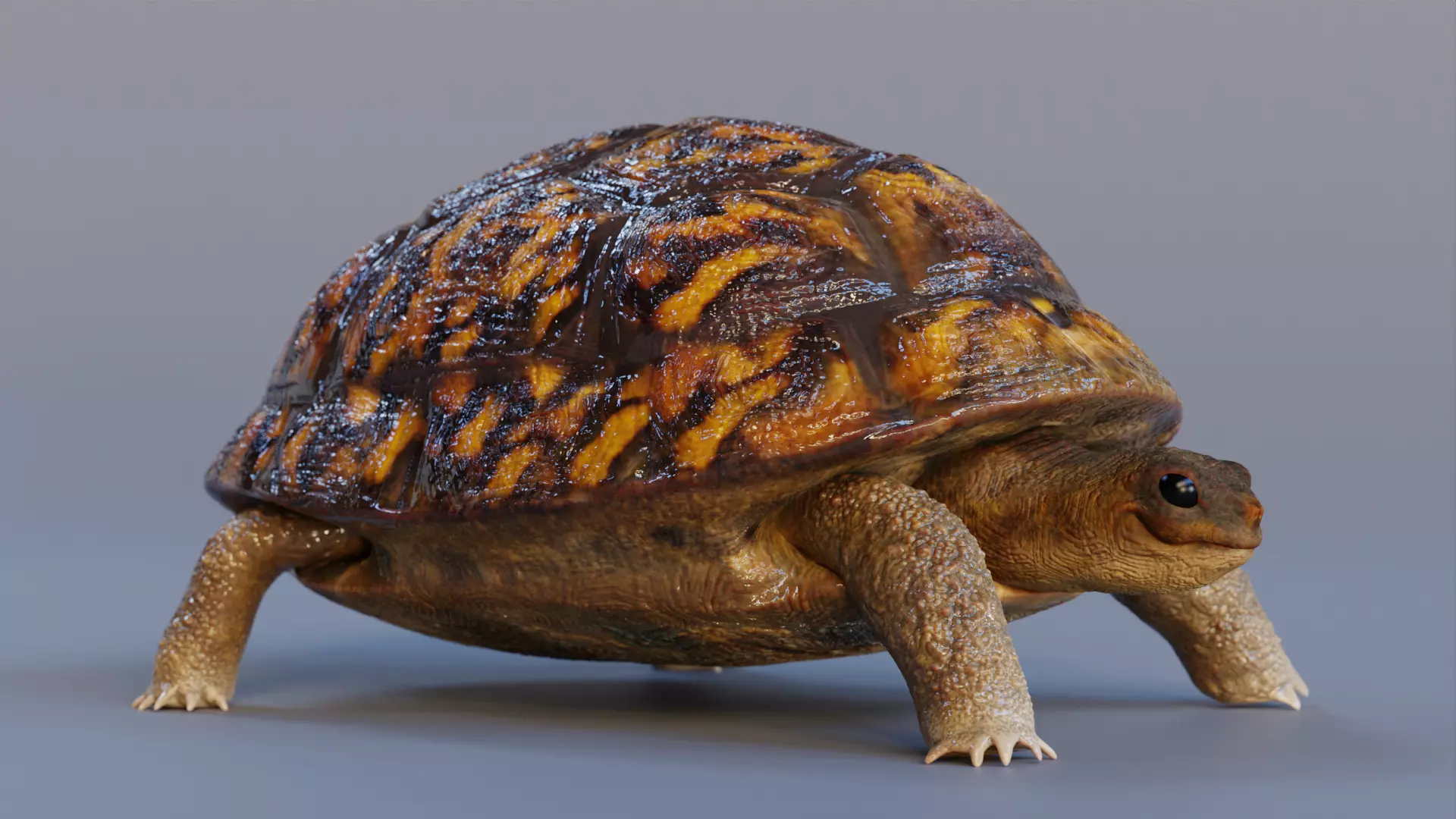 Turtle tortoise Low-poly 3D model_0