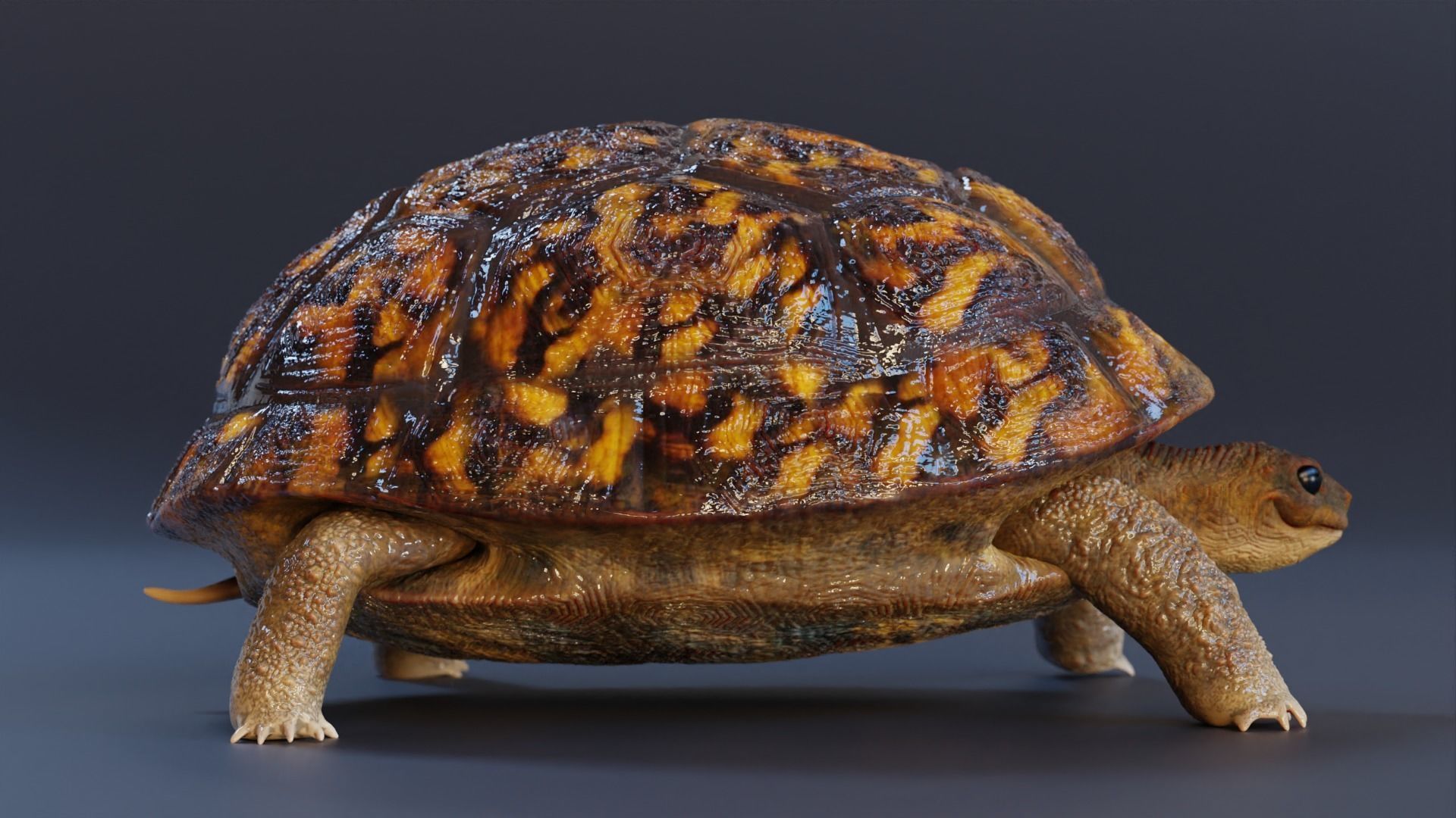 Turtle tortoise Low-poly 3D model_4