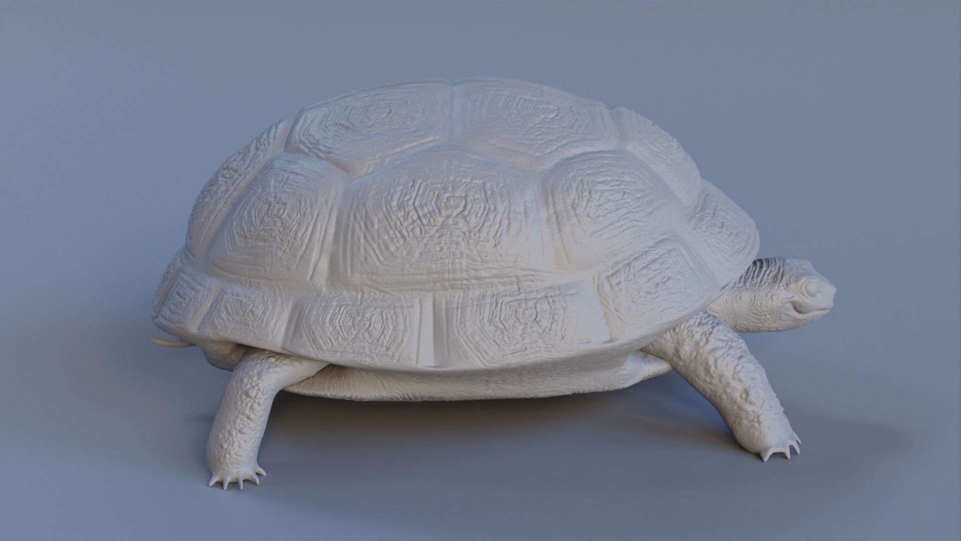 Turtle tortoise Low-poly 3D model_8
