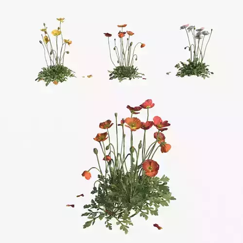 Iceland Poppy VFX Grace 3D model