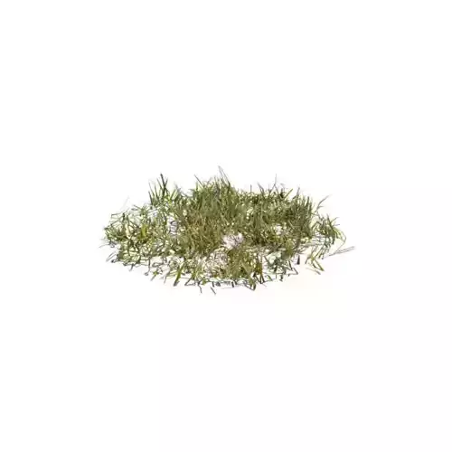 Simple Snow Covered Grass