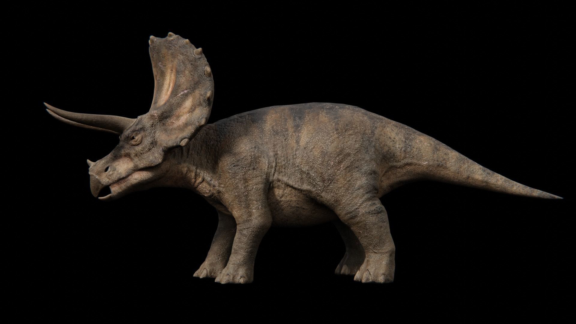 Triceratops dinosaur Low-poly 3D model_16