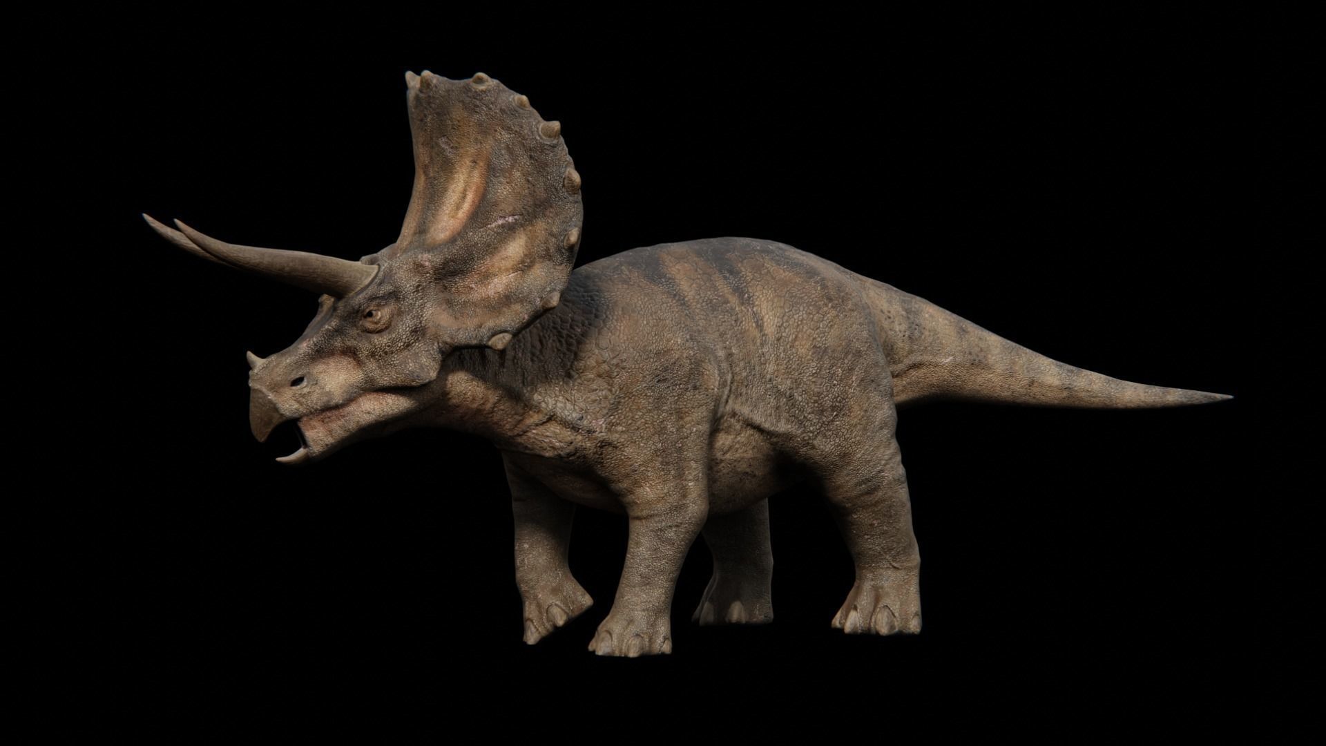 Triceratops dinosaur Low-poly 3D model_21