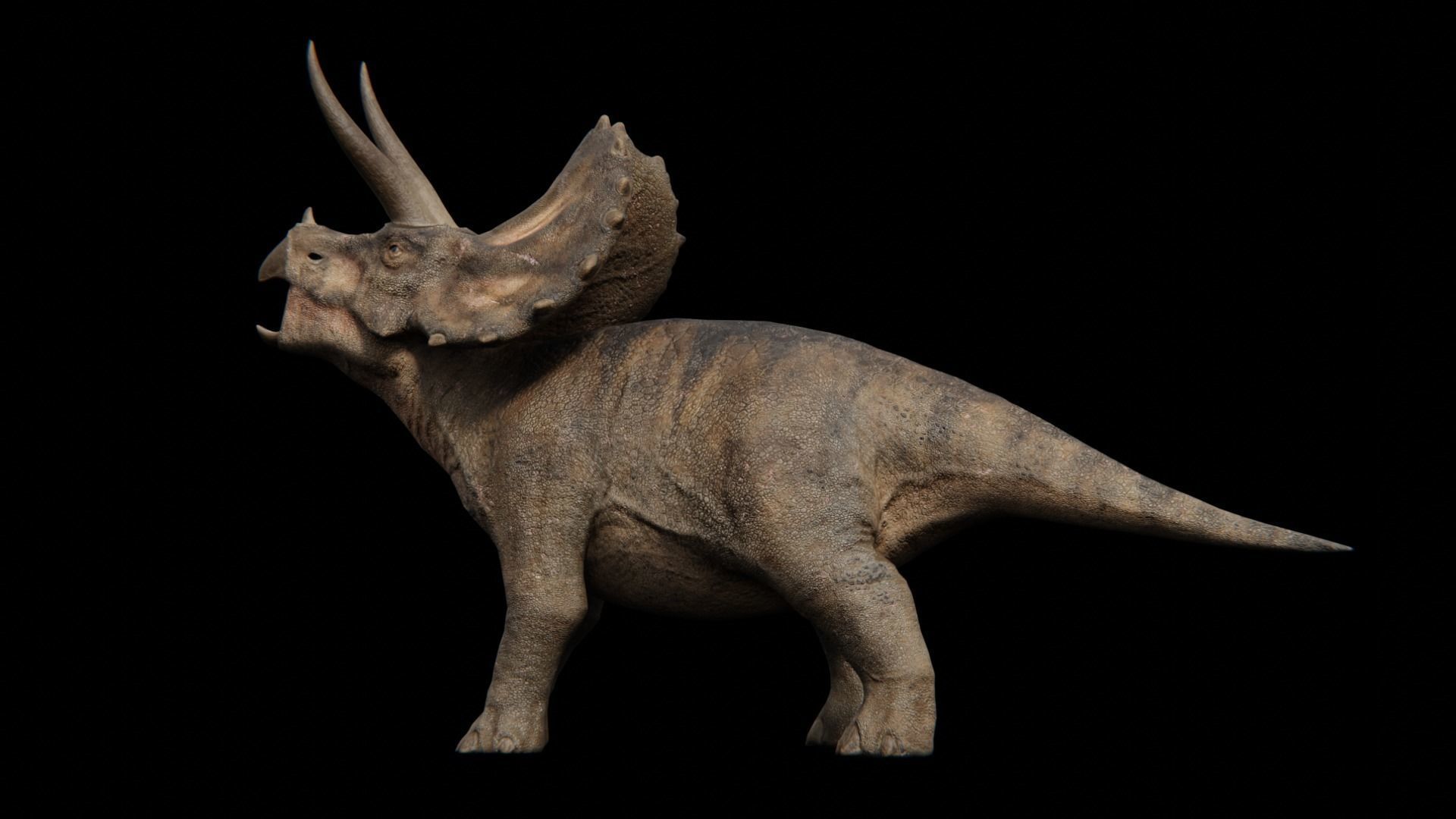 Triceratops dinosaur Low-poly 3D model_22