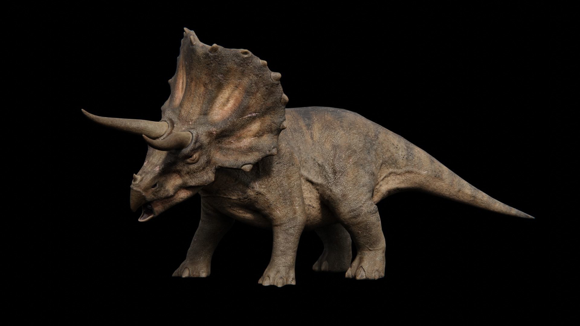 Triceratops dinosaur Low-poly 3D model_11