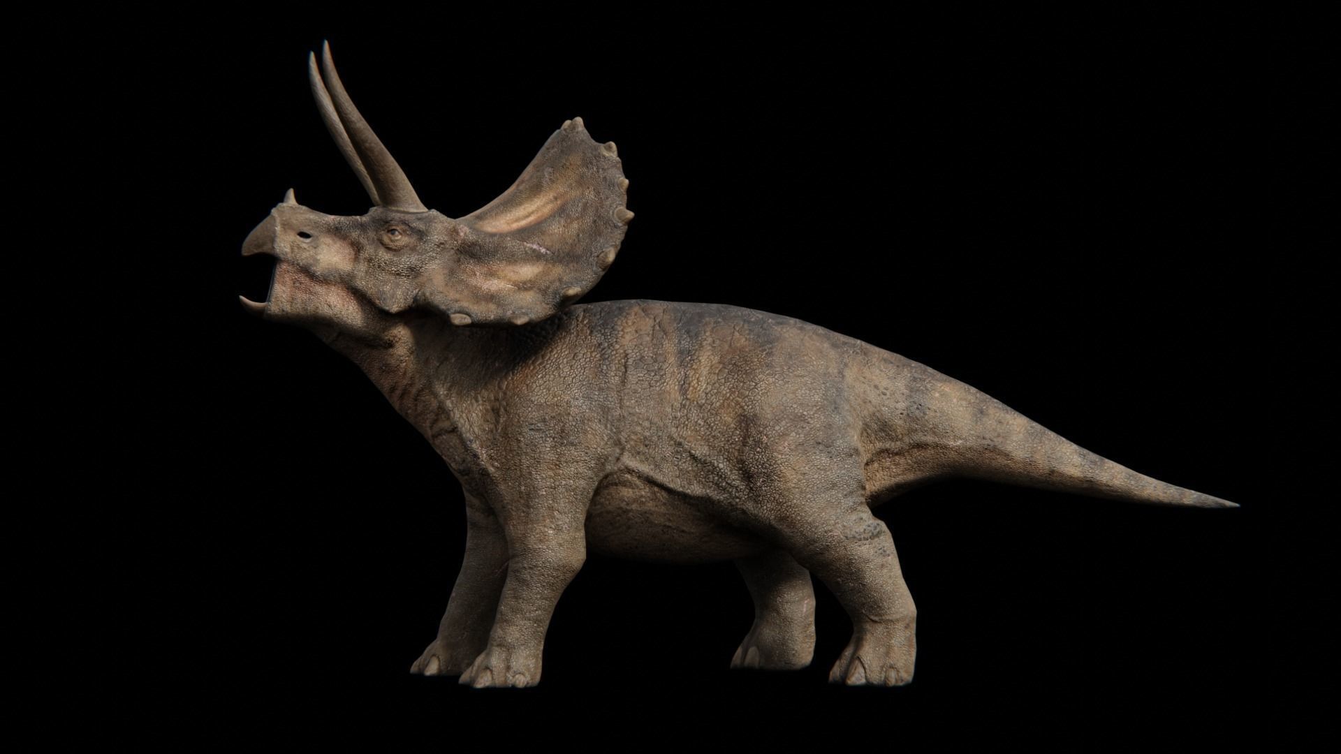 Triceratops dinosaur Low-poly 3D model_18