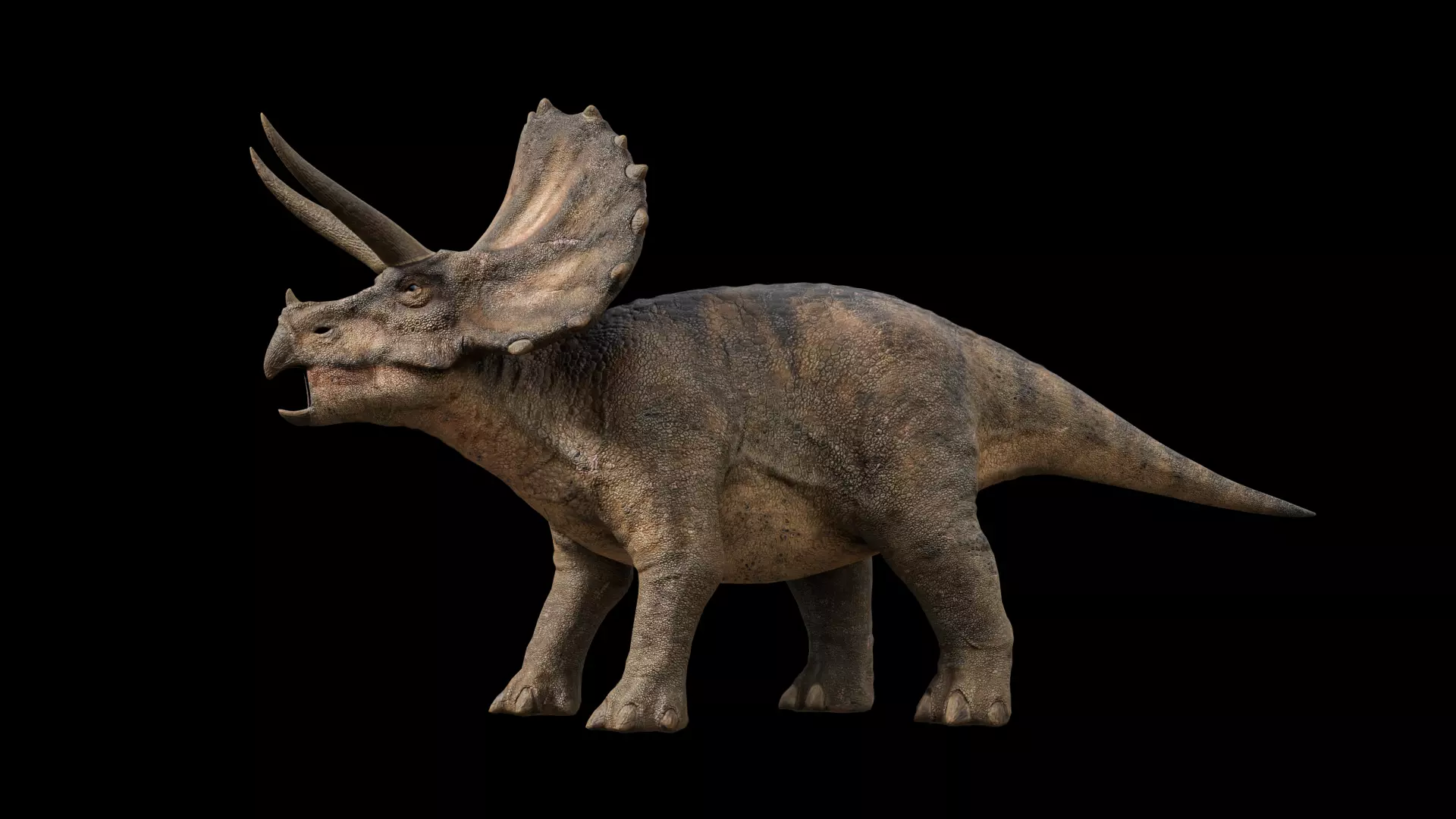 Triceratops dinosaur Low-poly 3D model_0