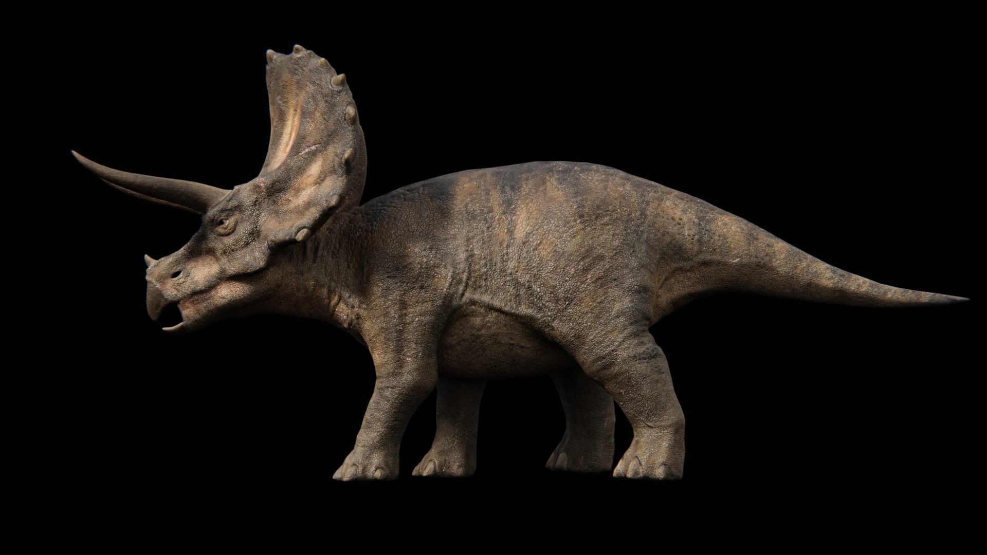 Triceratops dinosaur Low-poly 3D model_10