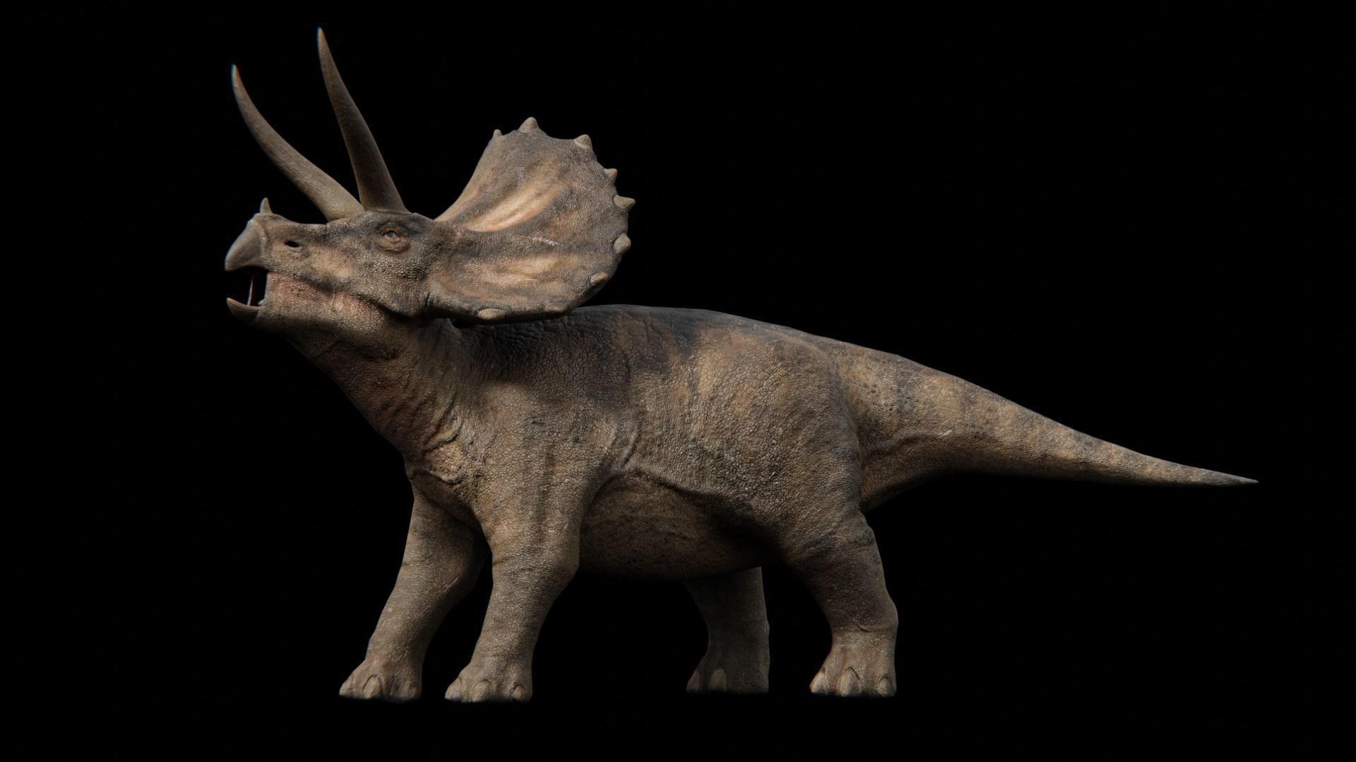 Triceratops dinosaur Low-poly 3D model_7