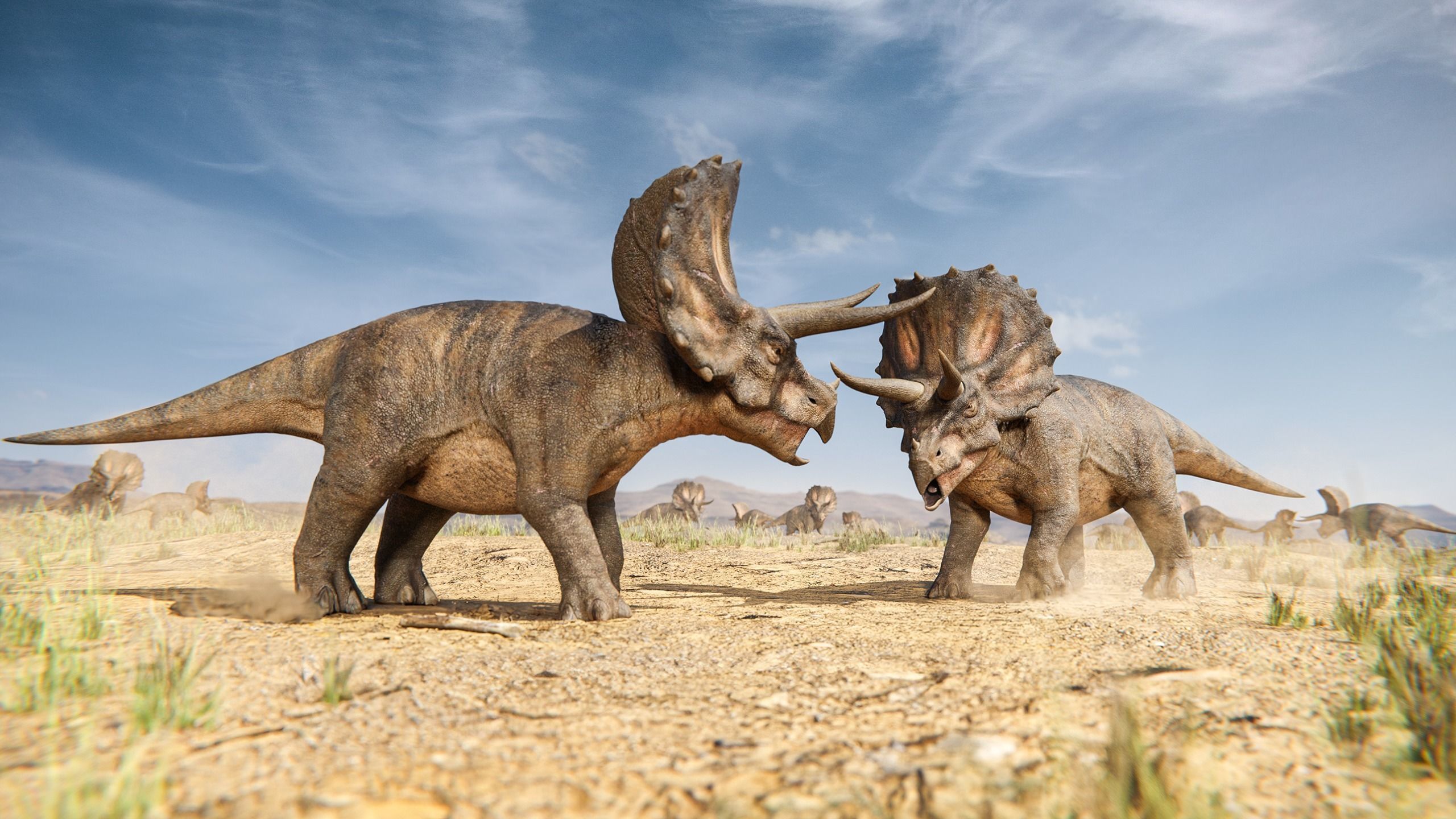 Triceratops dinosaur Low-poly 3D model_2