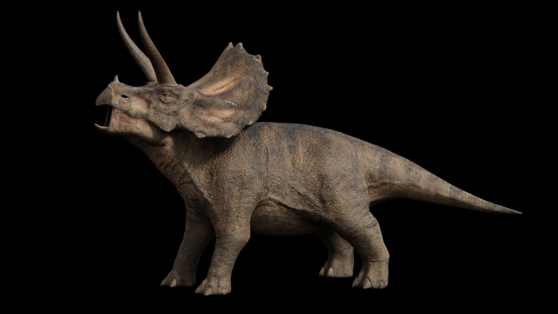 Triceratops dinosaur Low-poly 3D model_19