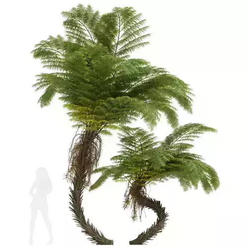 New Plant High detail Alsophila Spinulosa Fern 3D model