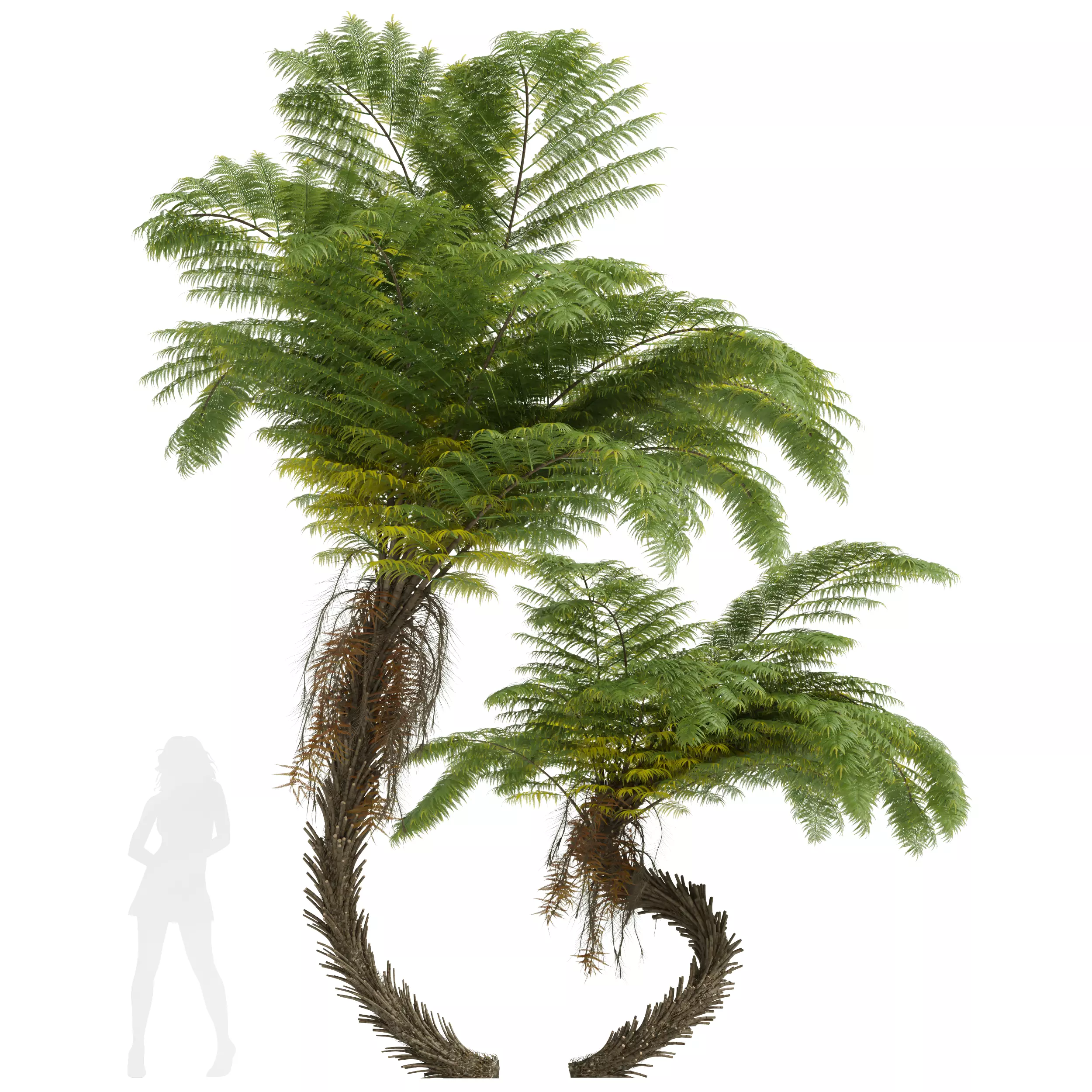 New Plant High detail Alsophila Spinulosa Fern 3D model