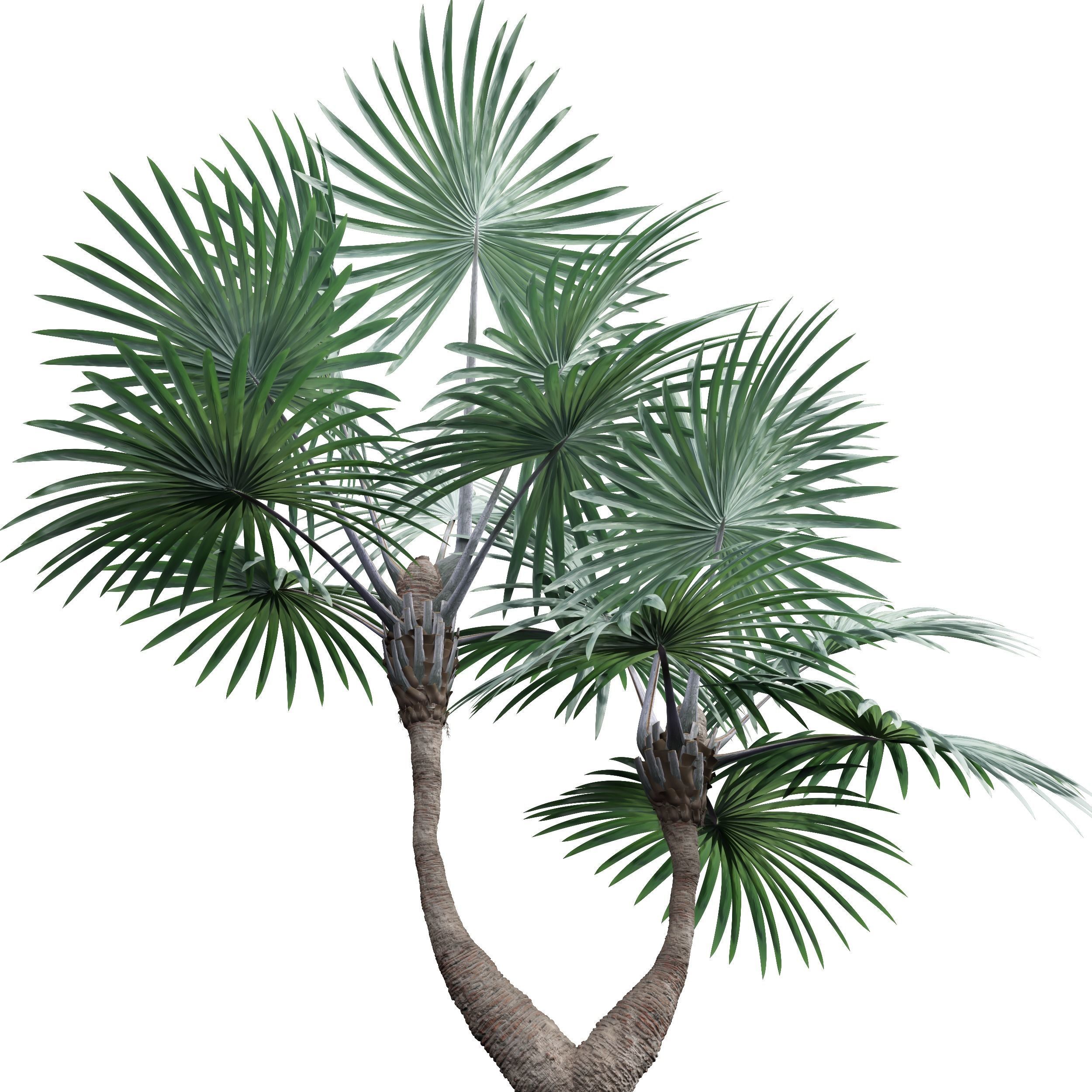 New Plant High detail Bismarckia Nobilisi Palm Decorative 3D model_3