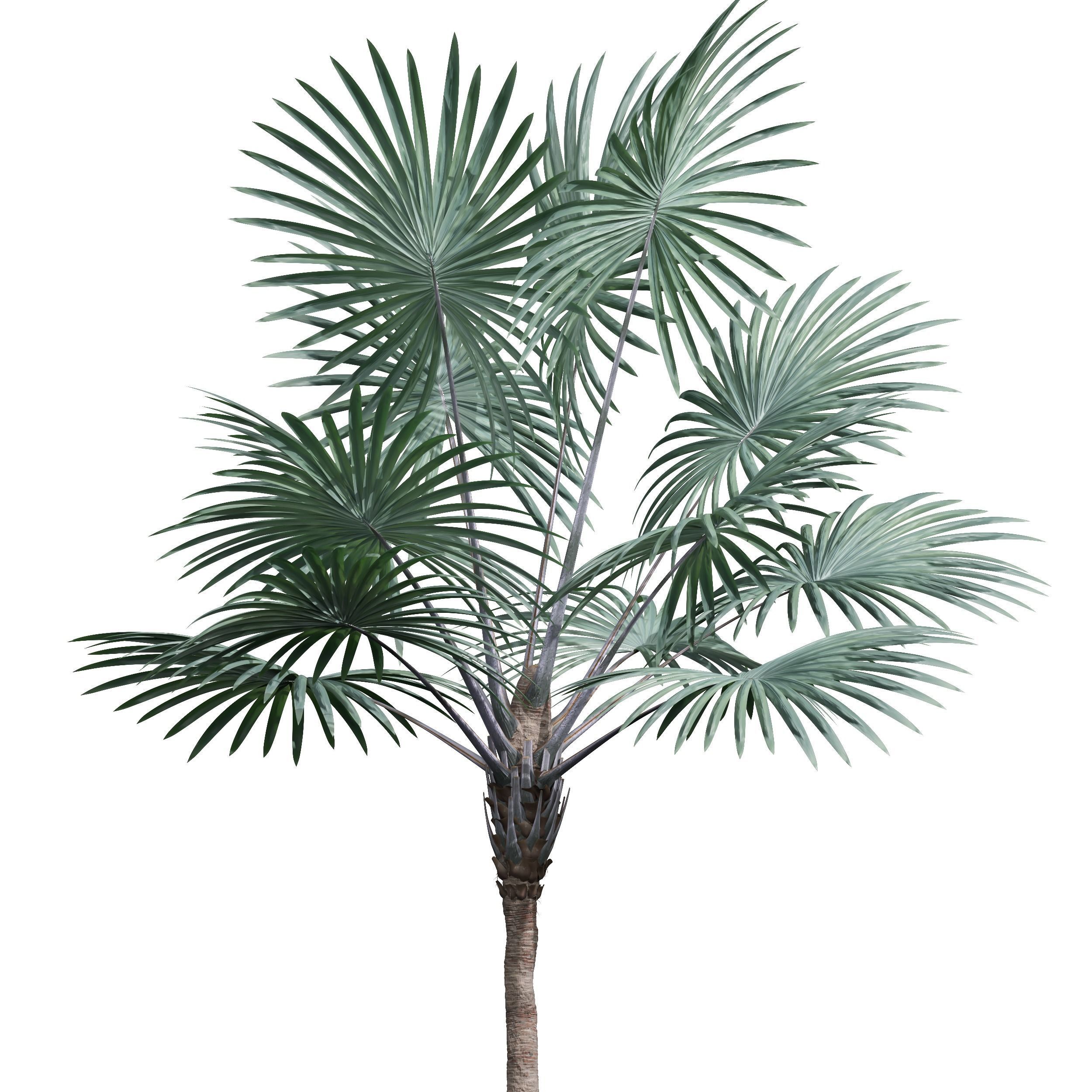 New Plant High detail Bismarckia Nobilisi Palm Decorative 3D model_1