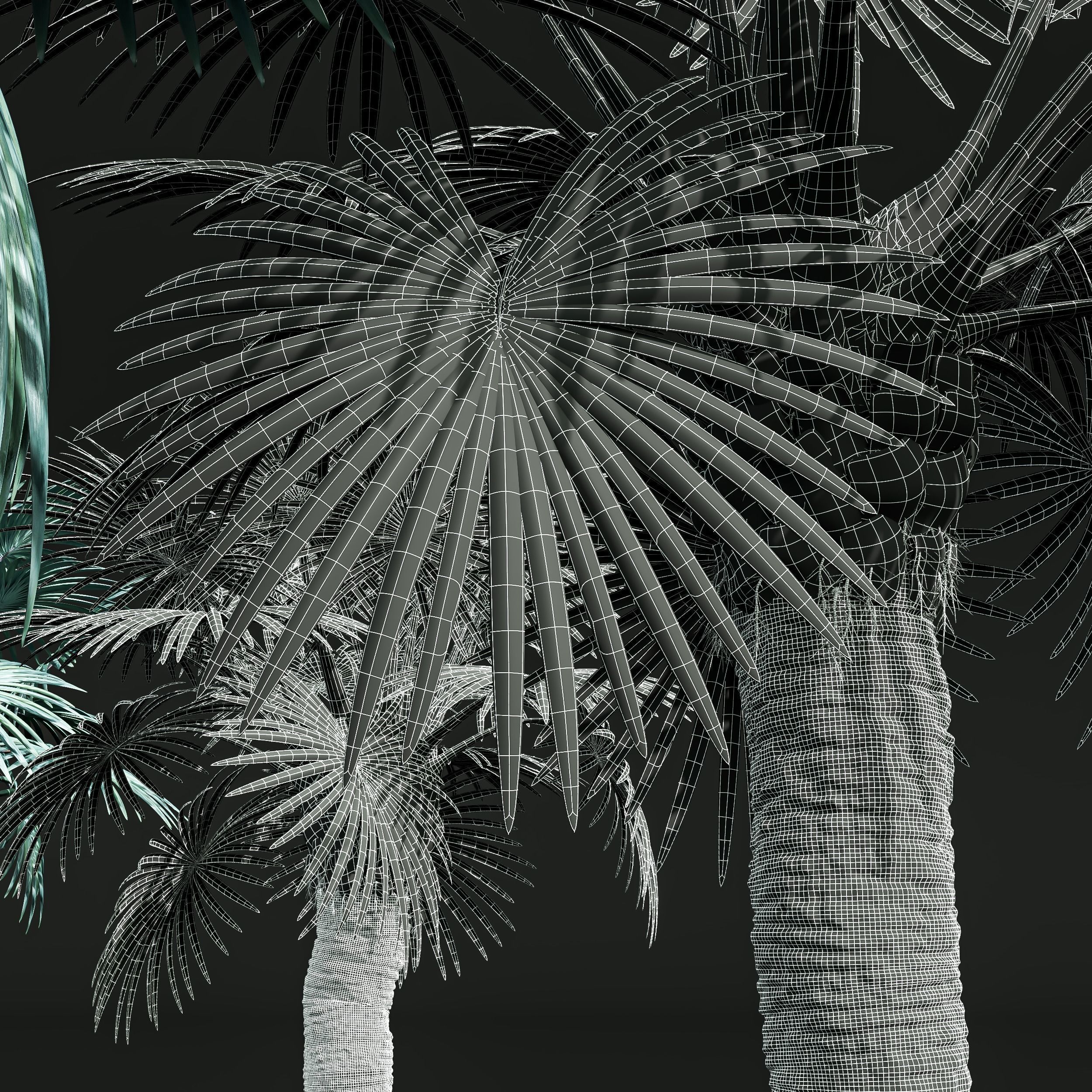 New Plant High detail Bismarckia Nobilisi Palm Decorative 3D model_4