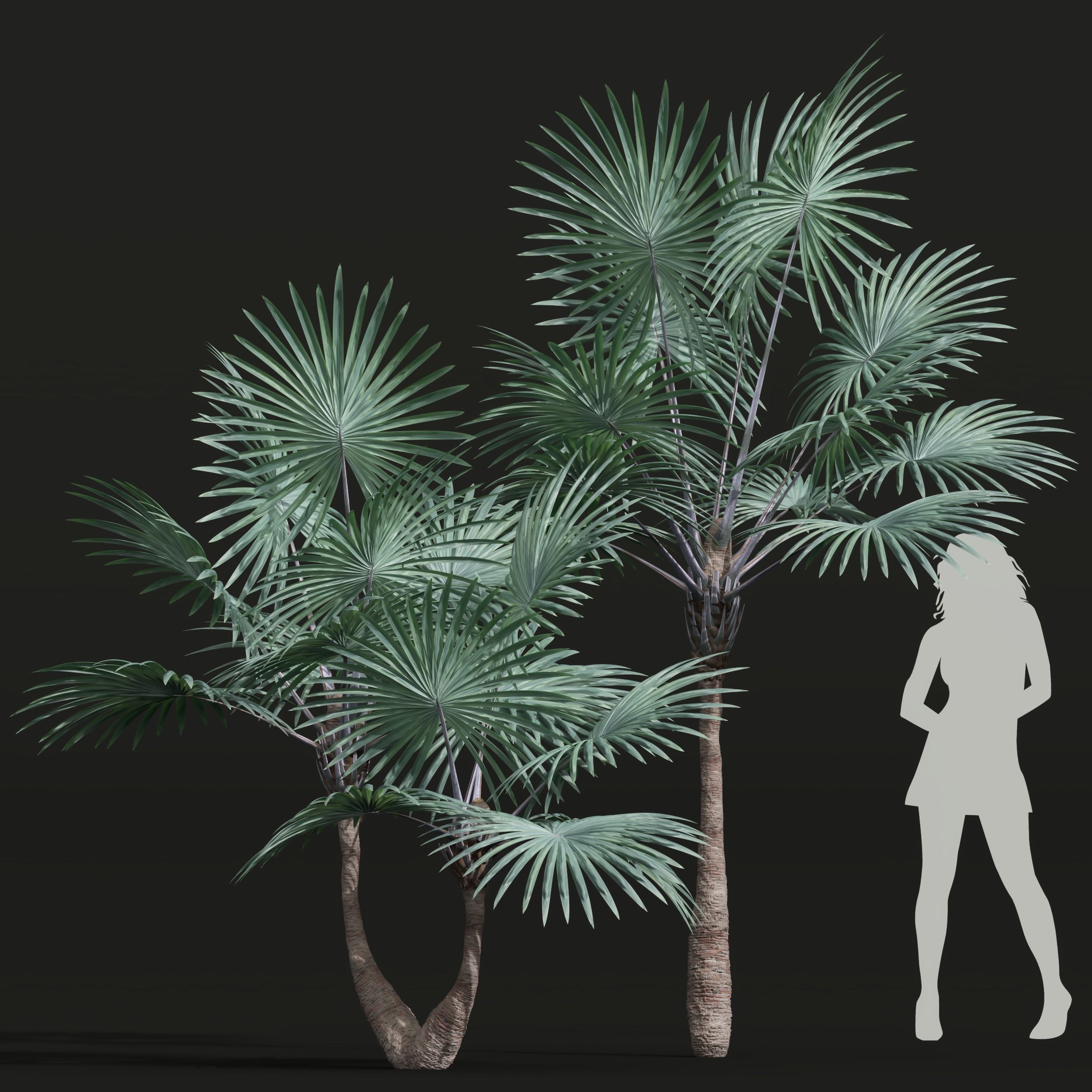 New Plant High detail Bismarckia Nobilisi Palm Decorative 3D model_2