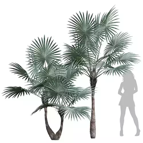 New Plant High detail Bismarckia Nobilisi Palm Decorative 3D model