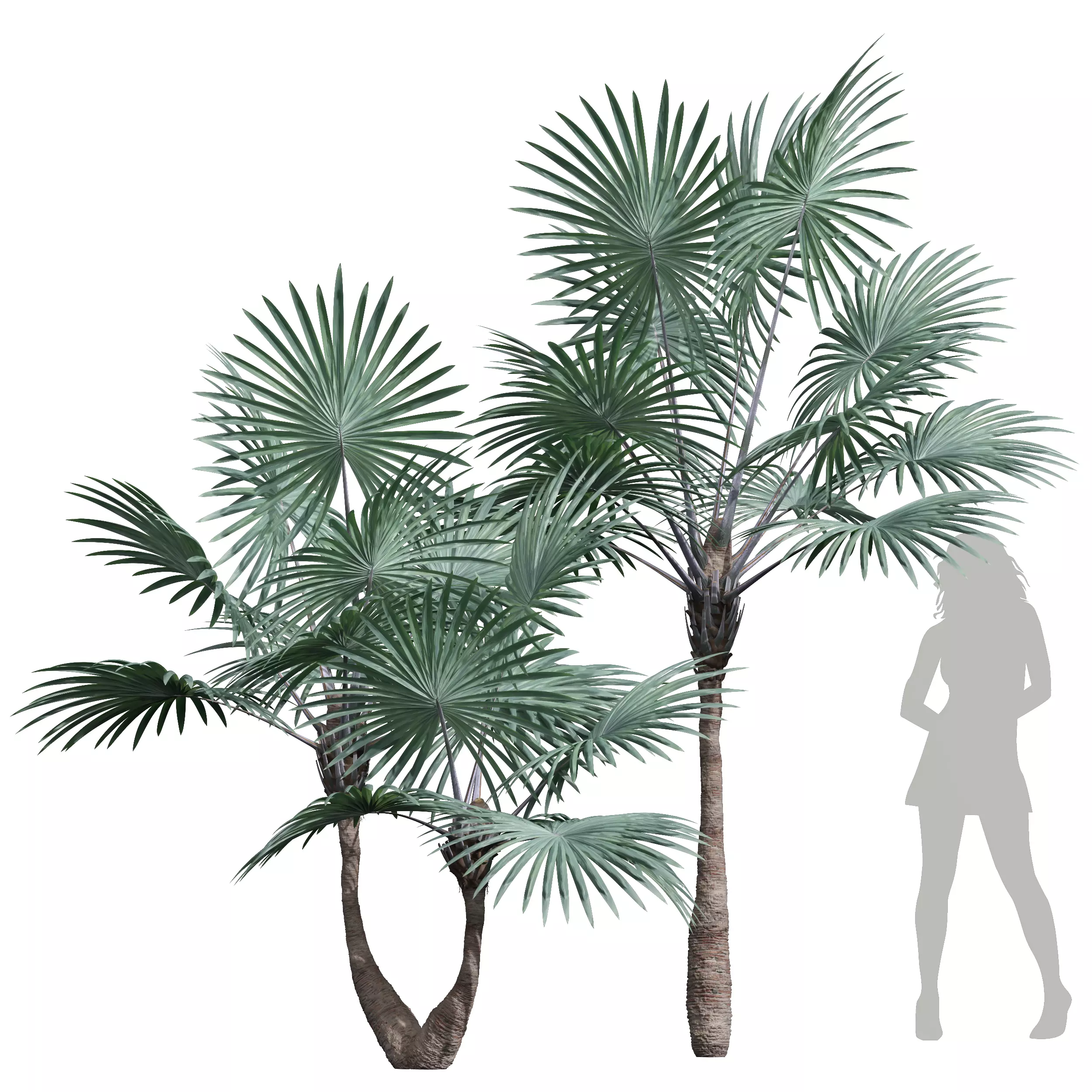 New Plant High detail Bismarckia Nobilisi Palm Decorative 3D model_0