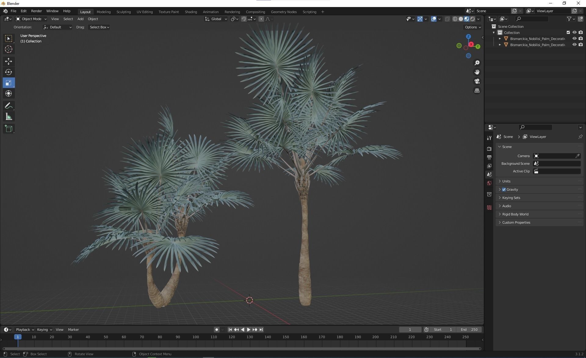 New Plant High detail Bismarckia Nobilisi Palm Decorative 3D model_5