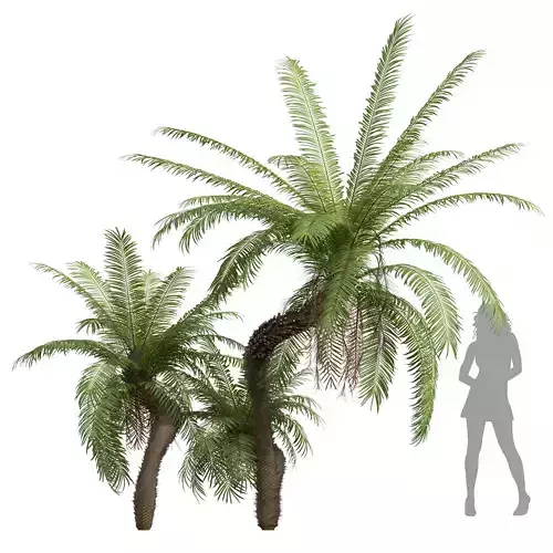 New Plant High detail Brainea Insignis Fern 3D model