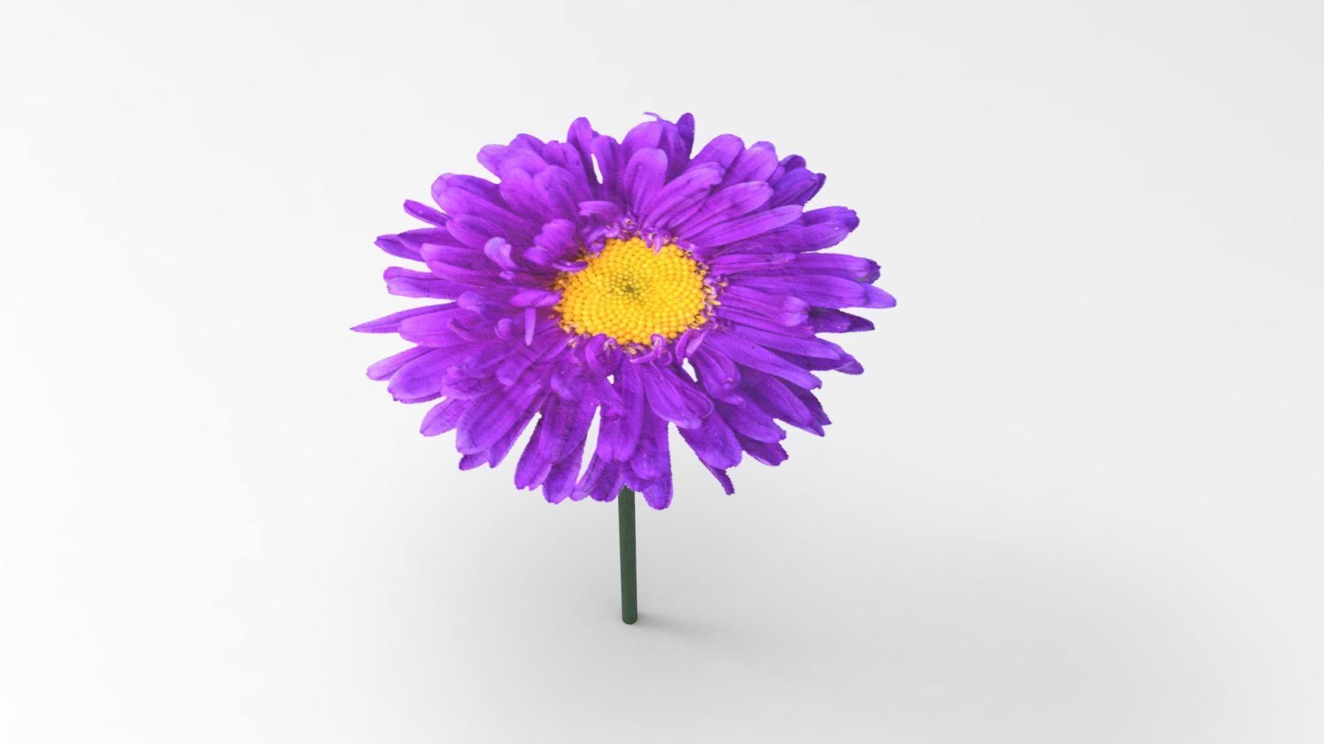 Palm And Grass Low-poly 3D model_11