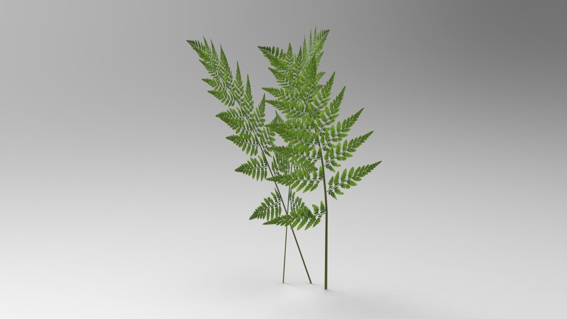 Palm And Grass Low-poly 3D model_10