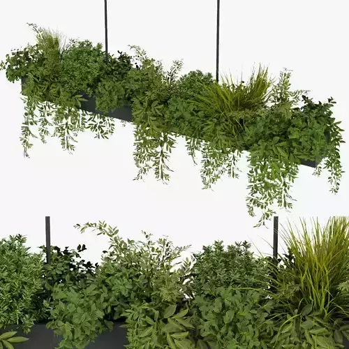 Collection plant vol 354 - leaf - indoor - ampelous - hanging  3D model