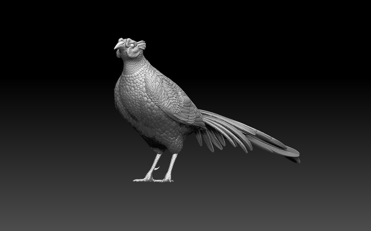 pheasant bird 3D print model_7