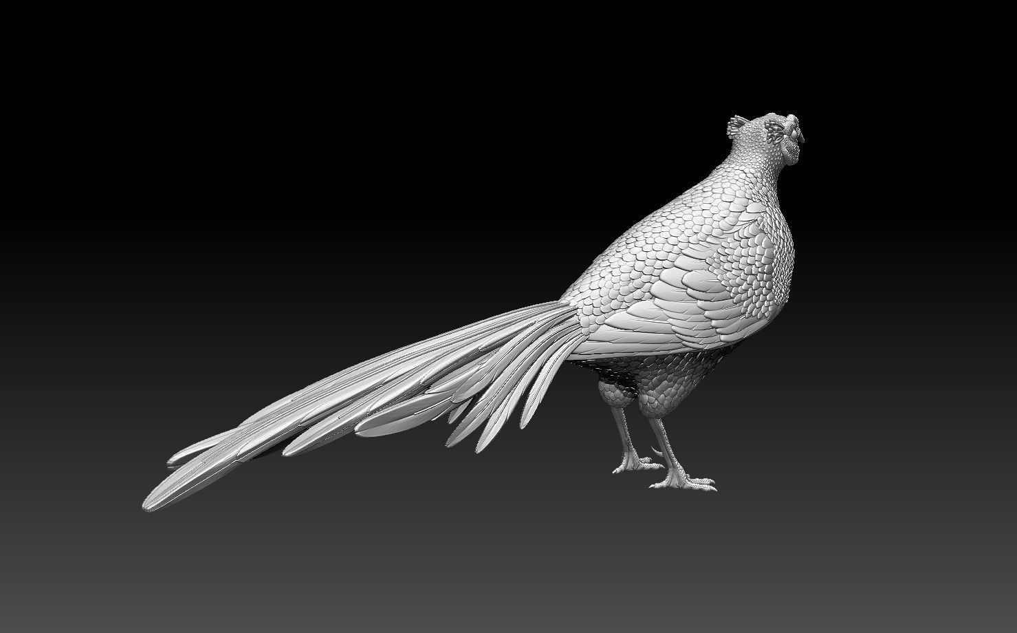 pheasant bird 3D print model_1