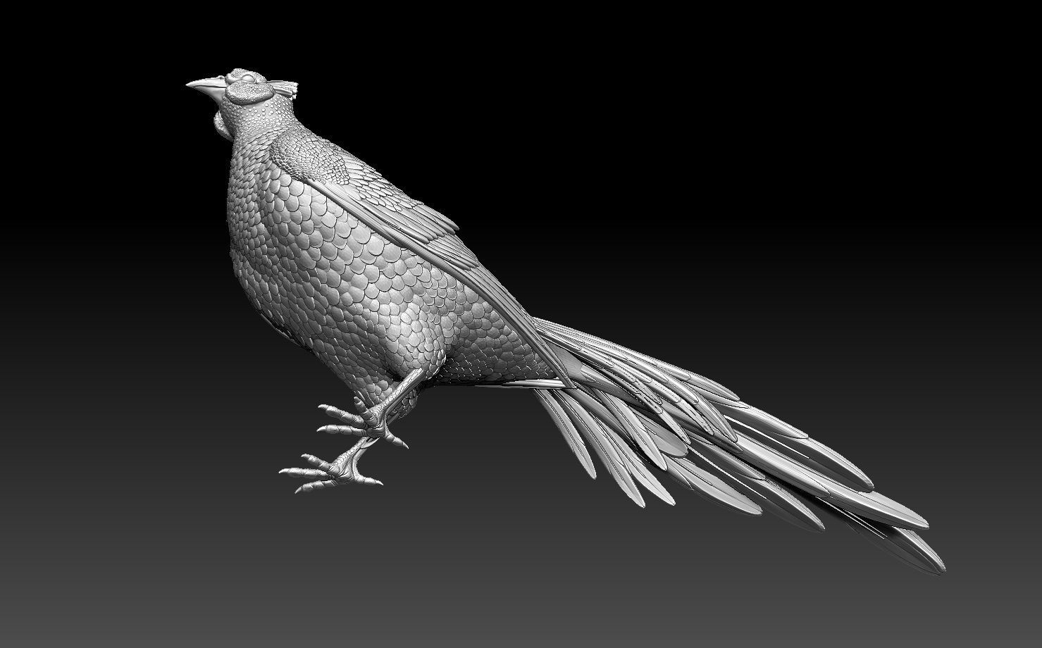 pheasant bird 3D print model_3