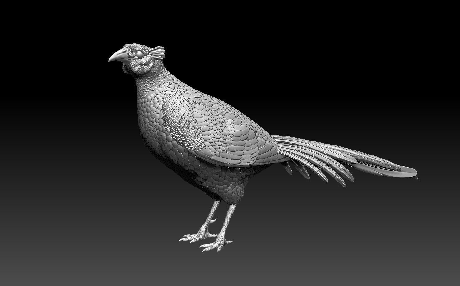 pheasant bird 3D print model_2