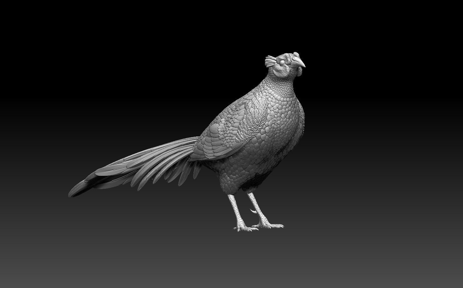 pheasant bird 3D print model_6