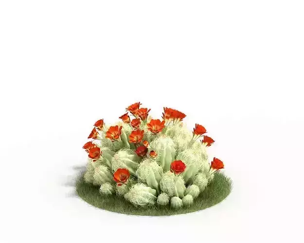 Cactus Echinocereus Triglochid Bush