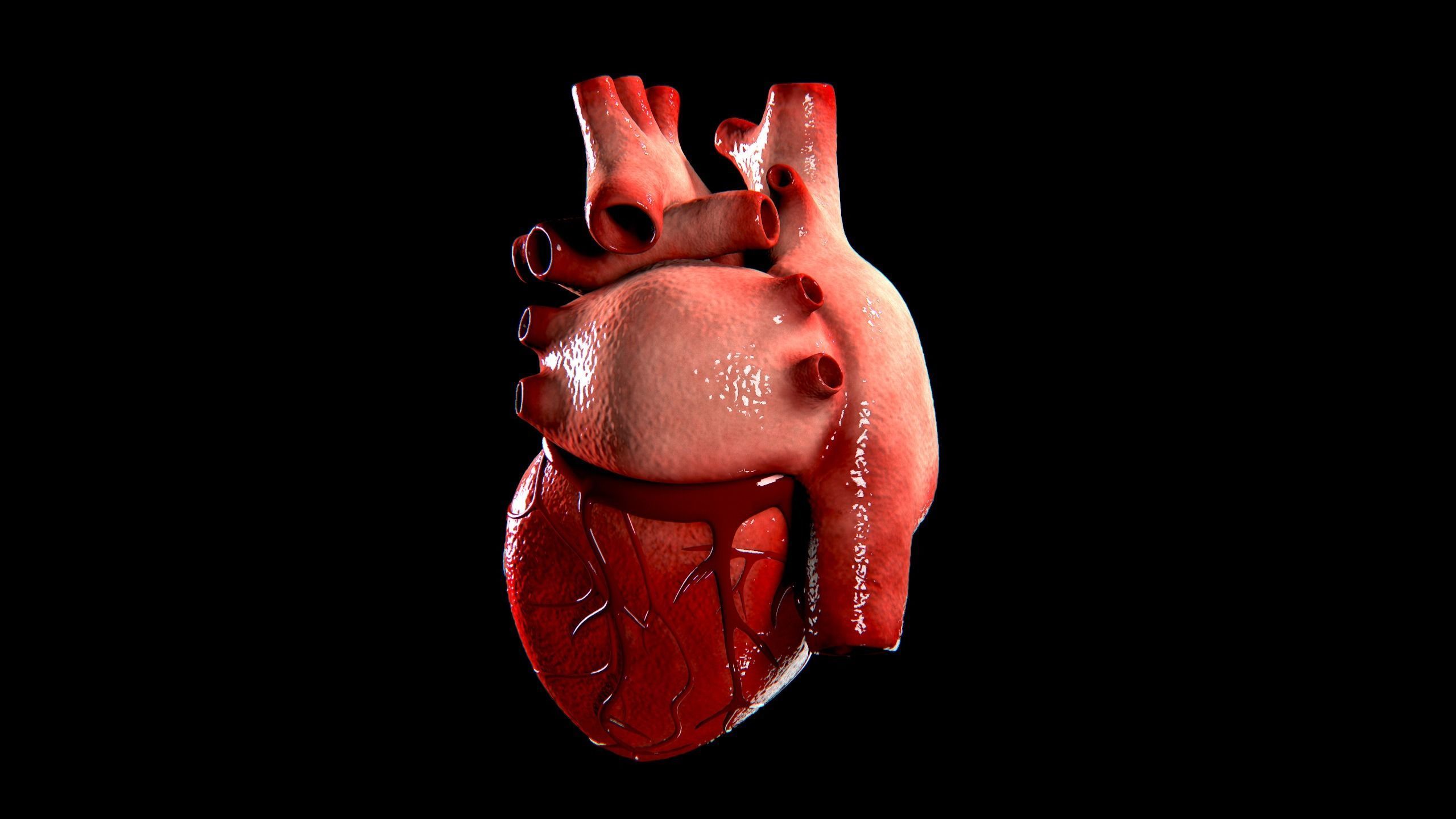 Anatomical Human Heart Game Ready Low-poly 3D model_6