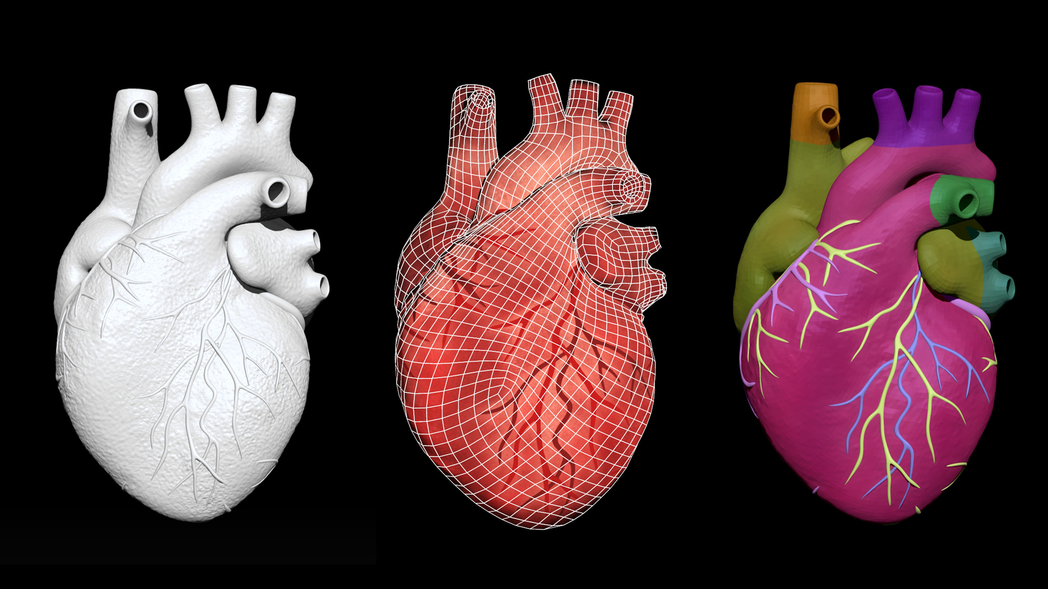 Anatomical Human Heart Game Ready Low-poly 3D model_2