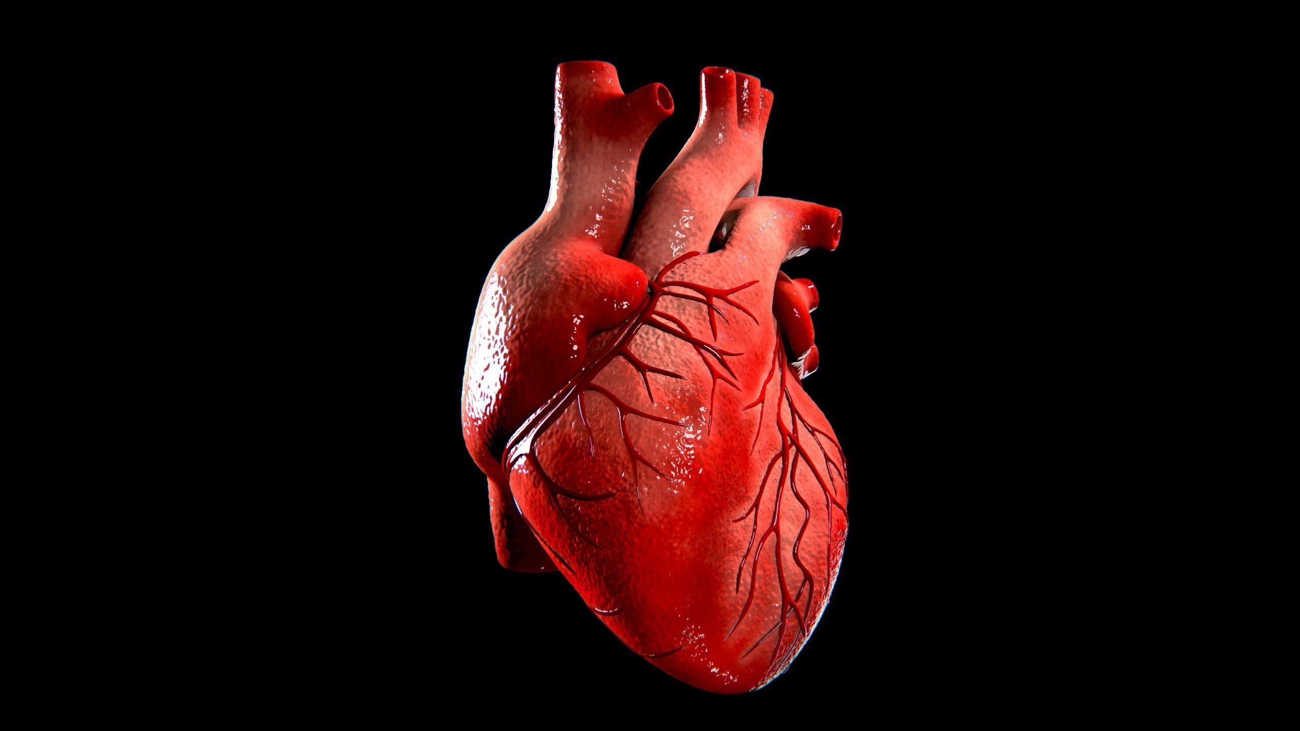 Anatomical Human Heart Game Ready Low-poly 3D model_4