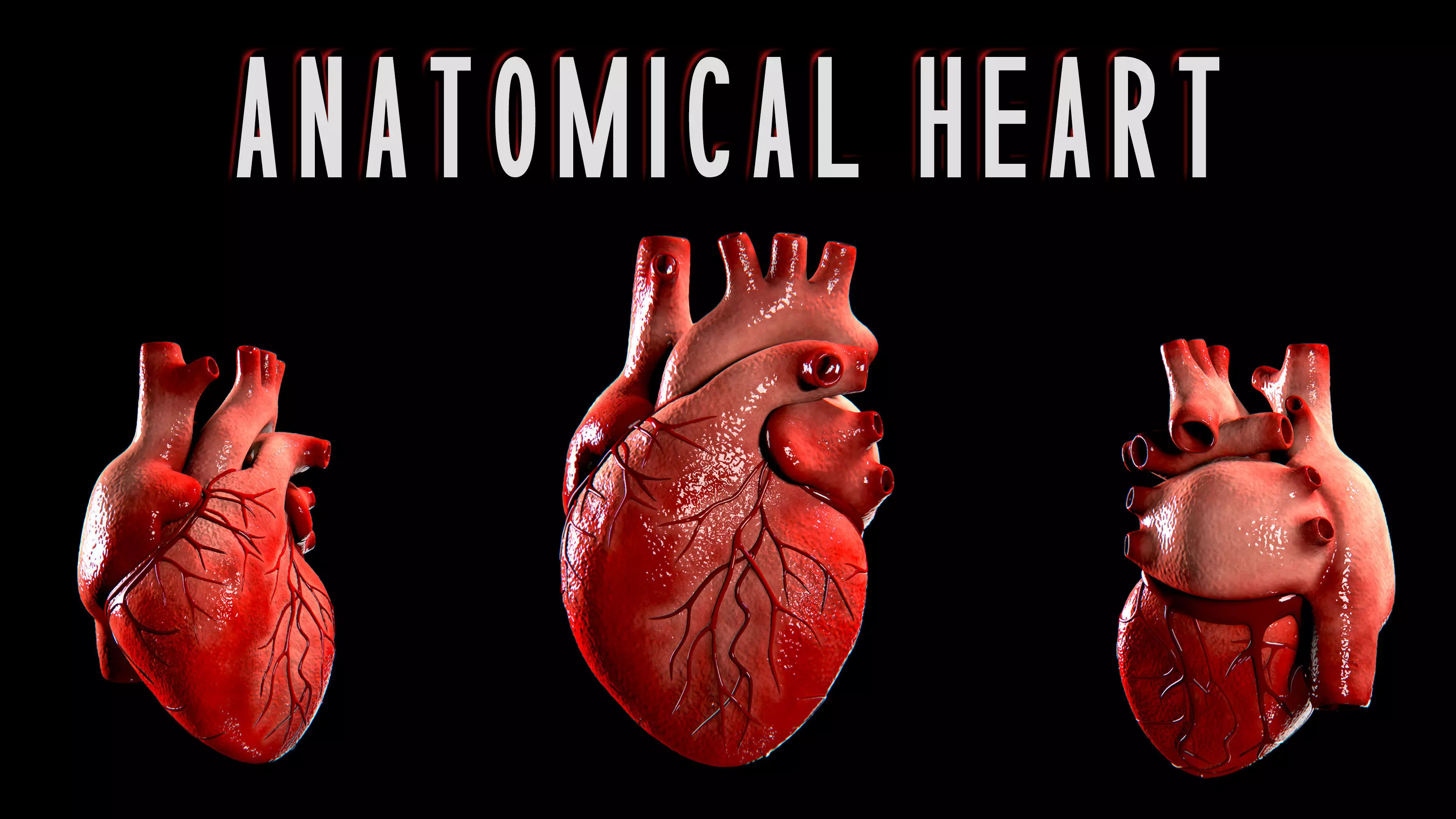 Anatomical Human Heart Game Ready Low-poly 3D model_0