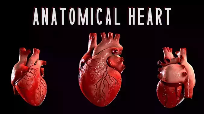 Anatomical Human Heart Game Ready