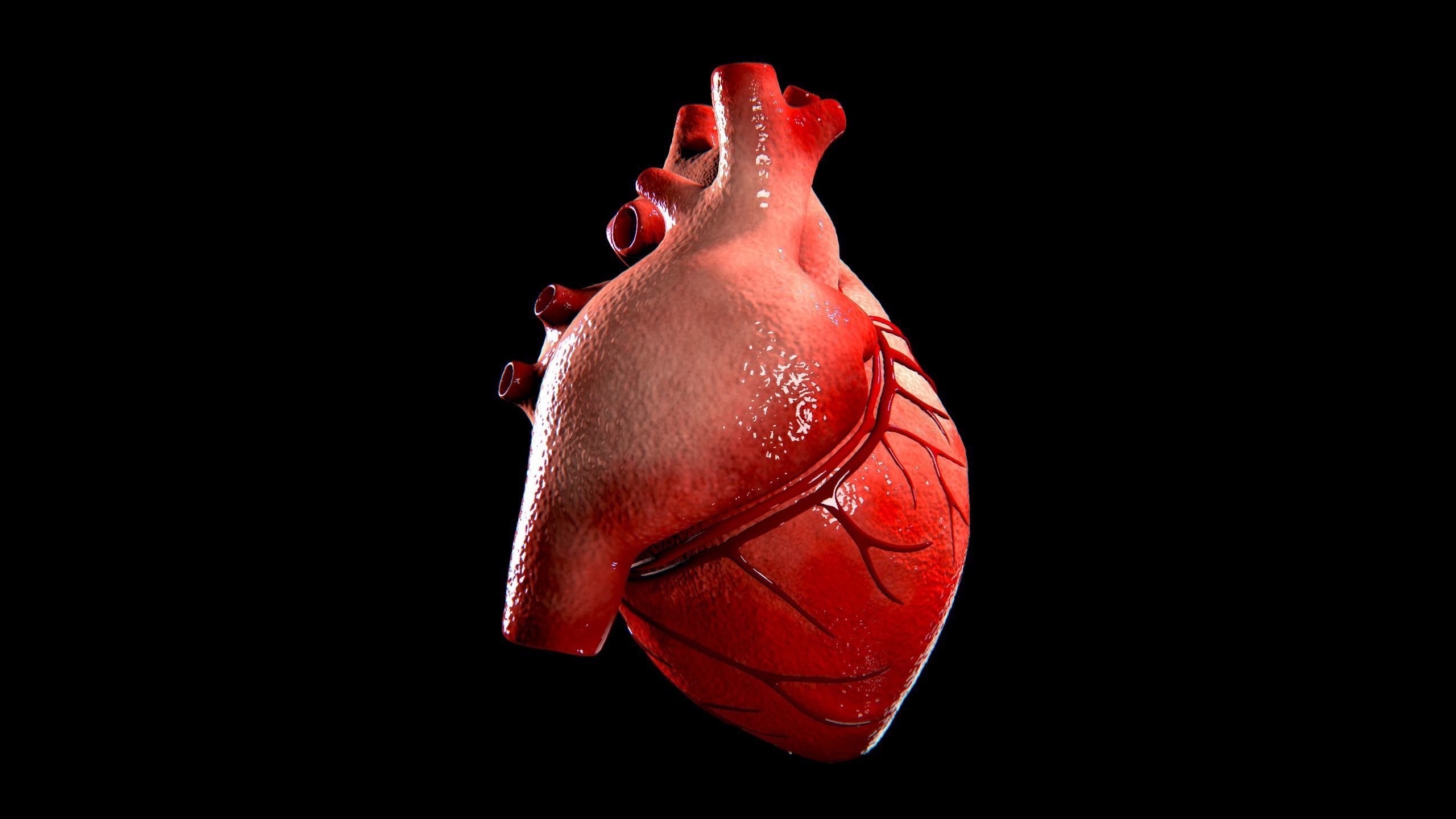 Anatomical Human Heart Game Ready Low-poly 3D model_7